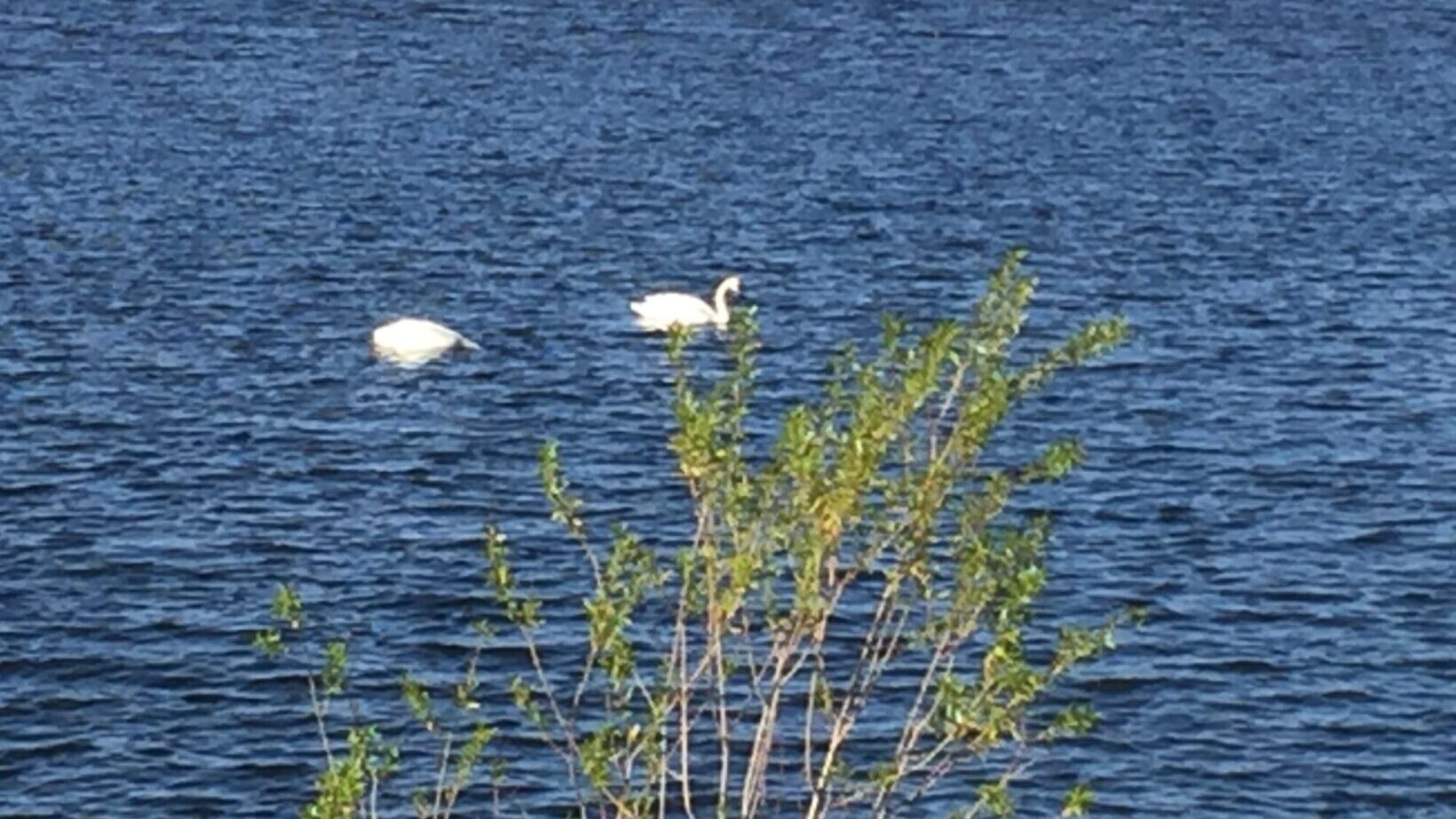 Swans on Boardman Lake