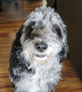 Puppers enjoying Traverse City